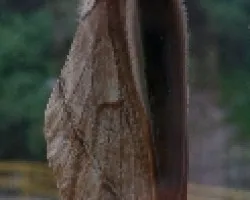 peludilla