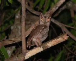 buho