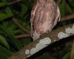 buho