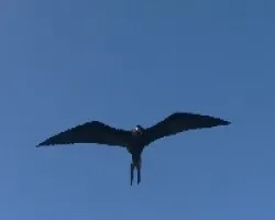 aves marinas