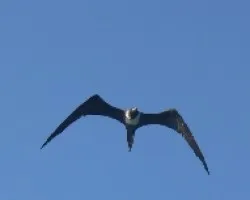 aves marinas