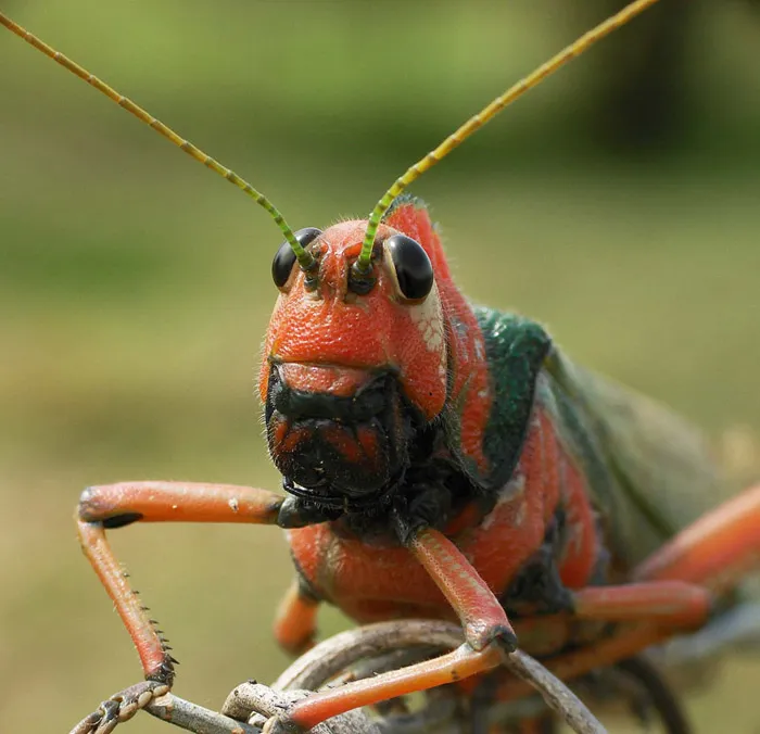 Foto