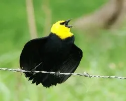 Turpial de Agua