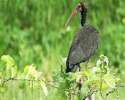 Ibis