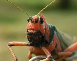 Langosta