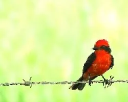 Atrapamoscas sangre de toro [Vermilion Flycatcher] (Pyrocephalus rubinus saturatus) (♂)