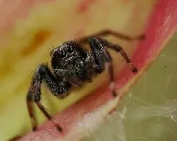 Close up
