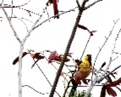 Cardenal y Turpial