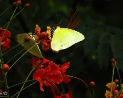 Mariposas