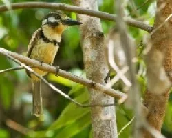 Russet-throated Puffbird