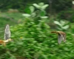 Persecusion enre dos primitos