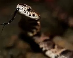 Terciopelo falsa- Xenodon rabdocephalus