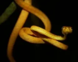 Imantodes inornatus