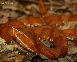 Cantil - Agkistrodon bilineatus 