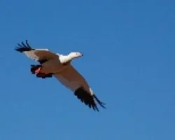 Ganzo andino