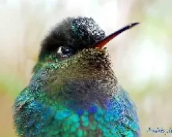 Panterpe insignis