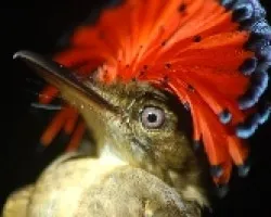 Pajaro sandia- Onychorhynchus coronatus