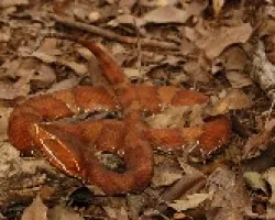 Agkistrodon bilineatus