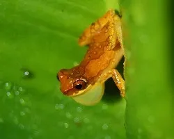 Hyla ebraccata 