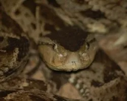 Terciopelo - Bothrops asper