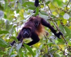 Congo - Allouata palliata