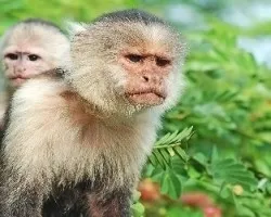 Cebus Capuchinus