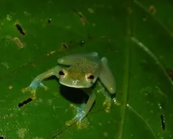 Cochranella granulosa