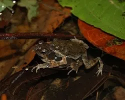 Engystomops pustulosos 1