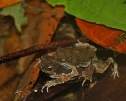 Engystomops pustulosos 3