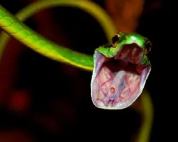 Leptophis ahaetulla