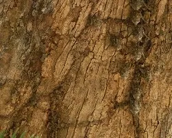 Sacoteryx bilineata