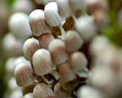 Hongos chiquimini!