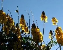 Plantas