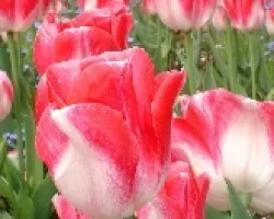 Tulipanes