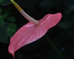 Flor