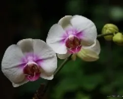 Phalenopsis