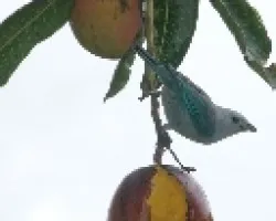 Cominedo mango