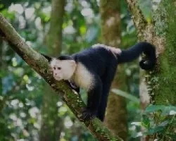 cariblanco
