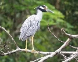 Martinete (Nyctanassa violacea)