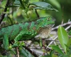 Iguana verde