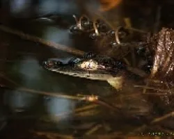 caiman bebe