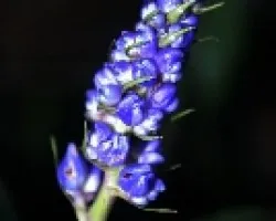 Azul profundo
