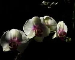 Phalenopsis al salir el sol