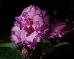 Violeta