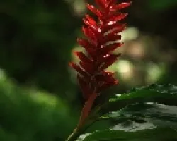 Ginger