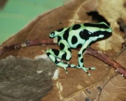 Dendrobates auratus