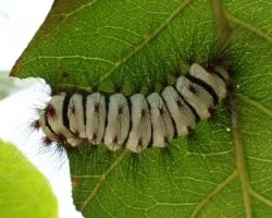 Oruga 