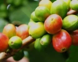 Grano de oro