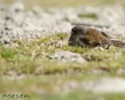 Junco vulcani  