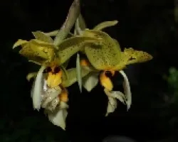 stanhopea wardii